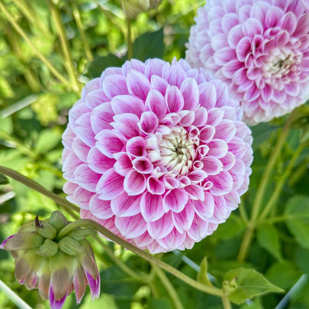 Dahlia 'Marshmellow Baby'